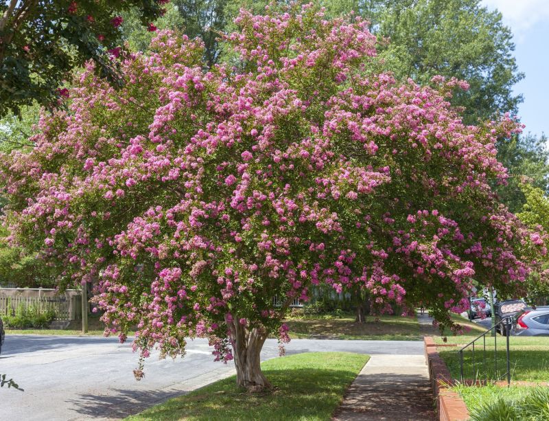 Crape Myrtle Pruning
