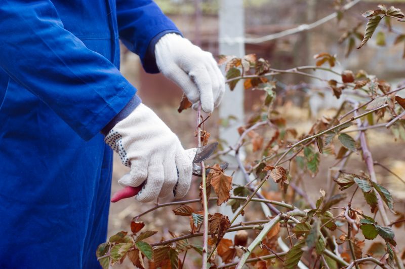 Juniper Shrub Pruning