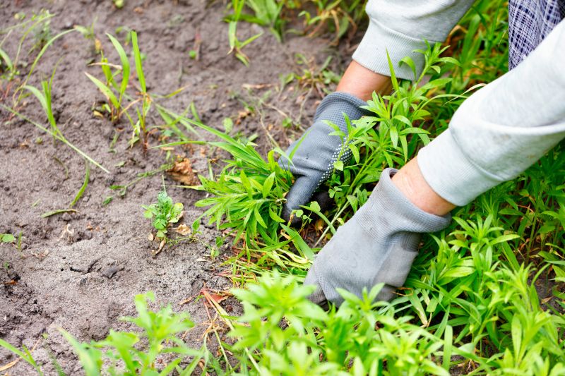 Laurel Hedge Removal