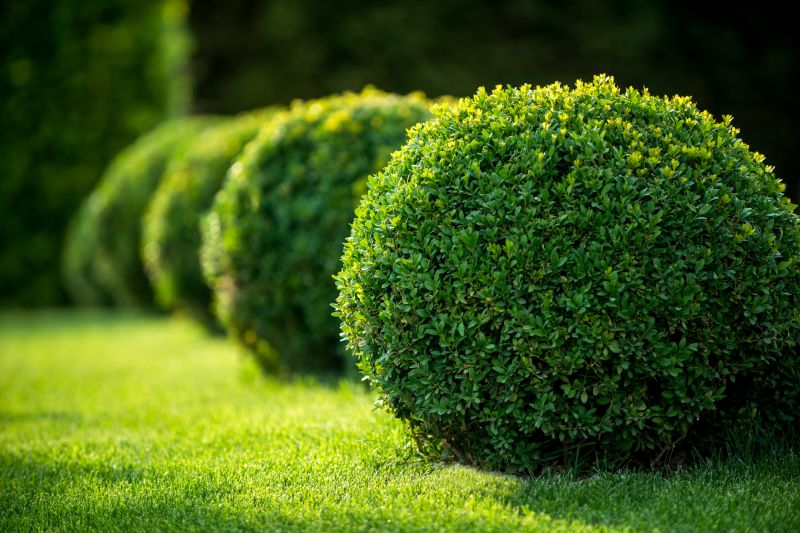 Trimmed Bushes