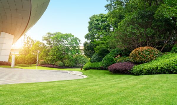 Commercial Shrub Trimming in Danbury