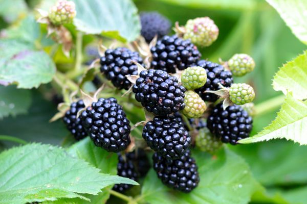 Blackberry Bush Removal in Danbury