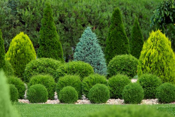 Bush Shaping Service in Danbury
