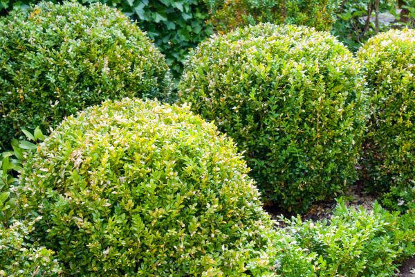 Landscape Trimming Service in Danbury