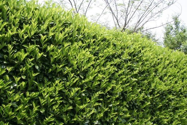 Laurel Removal in Danbury