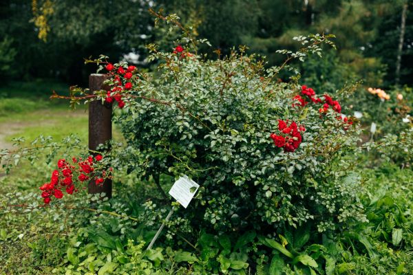 Rose Bush Removal in Danbury