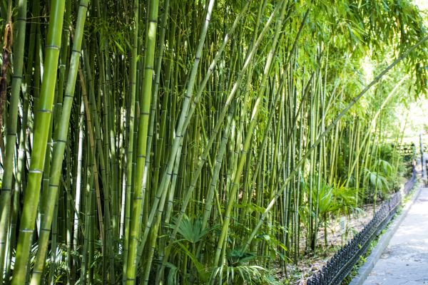 Bamboo Root Removal in Danbury
