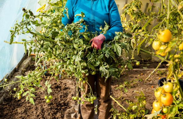 Garden Plant Removal in Danbury