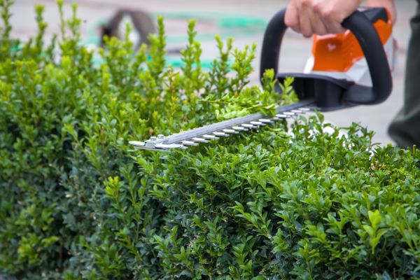 Hedge Shearing in Danbury
