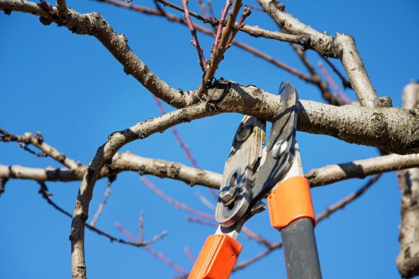 Selective Pruning in Danbury