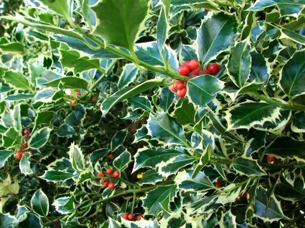 Holly Bushes Trimming in Danbury