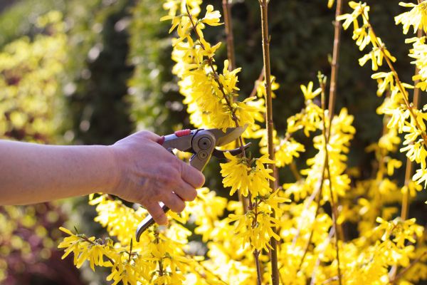 Forsythia Pruning in Danbury