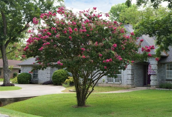 Crepe Myrtle Trimming in Danbury