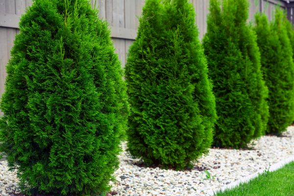 Arborvitae Removal in Danbury