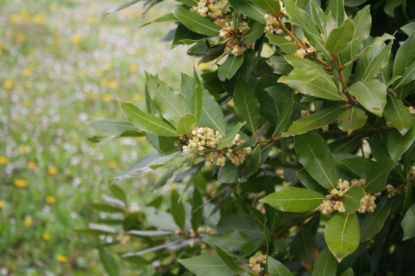 Laurel Trimming in Danbury