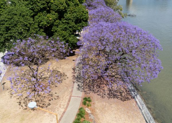 Jacaranda Tree Shaping