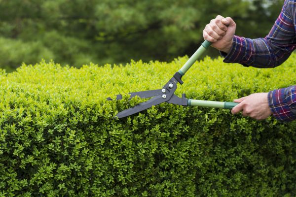 Evergreen Shrub Pruning in Danbury