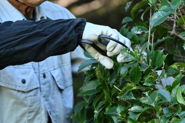 Holly Pruning in Danbury