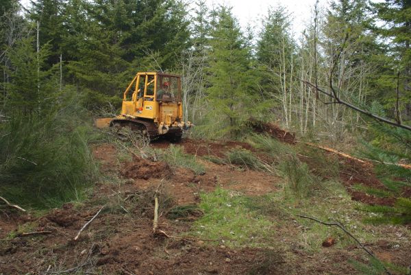 Shrubbery Clearing in Danbury