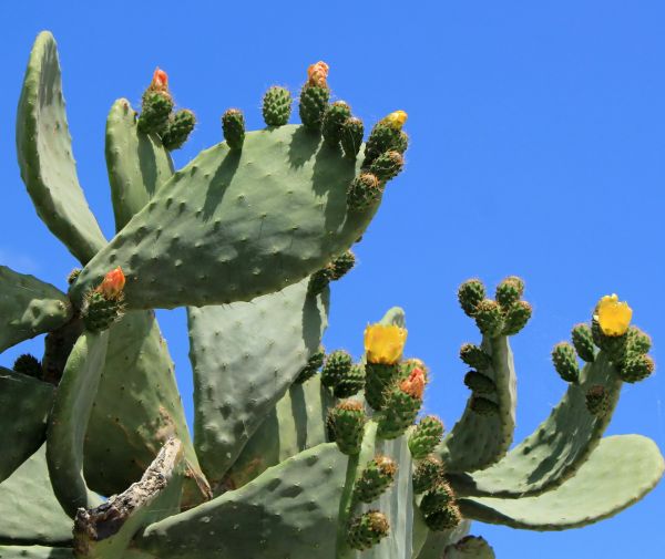 Cactus Removal in Danbury