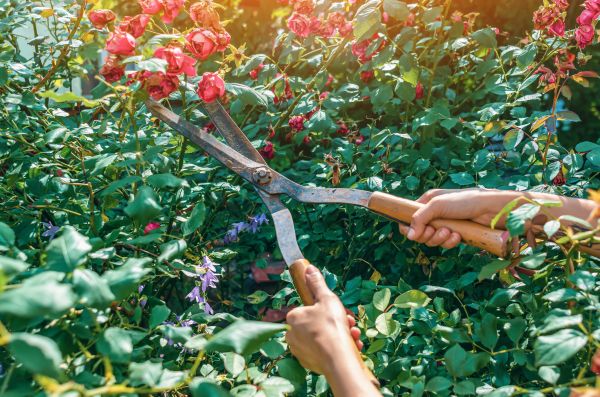Knockout Roses Pruning in Danbury