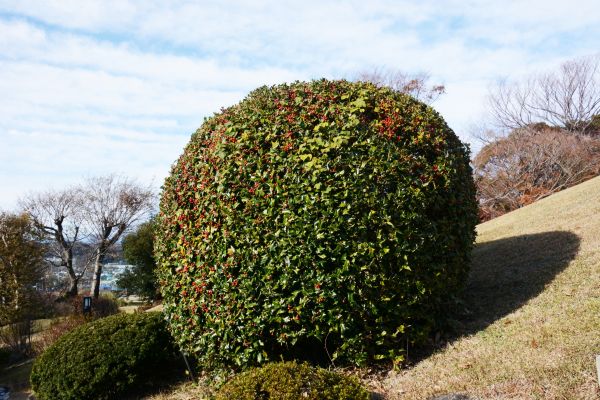 Holly Shrub Pruning in Danbury
