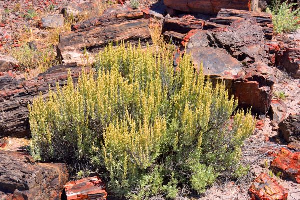 Sagebrush Removal in Danbury