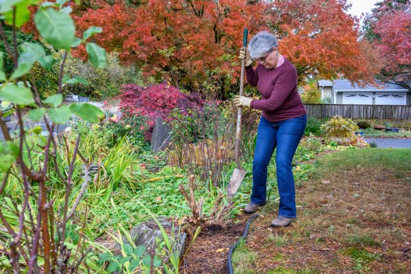 Dead Bush Removal in Danbury