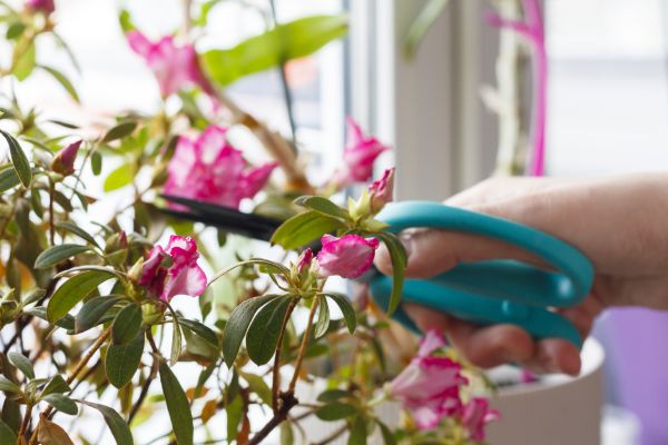 Azalea Pruning in Danbury