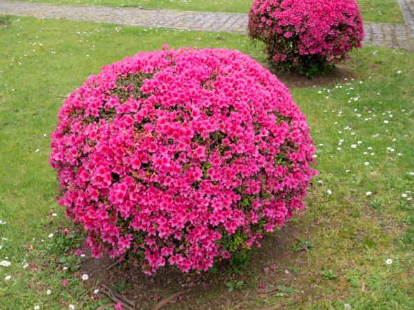 Rhododendron Pruning in Danbury