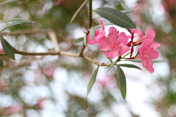 Oleander Removal in Danbury