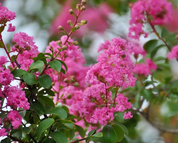 Crepe Myrtle Removal in Danbury