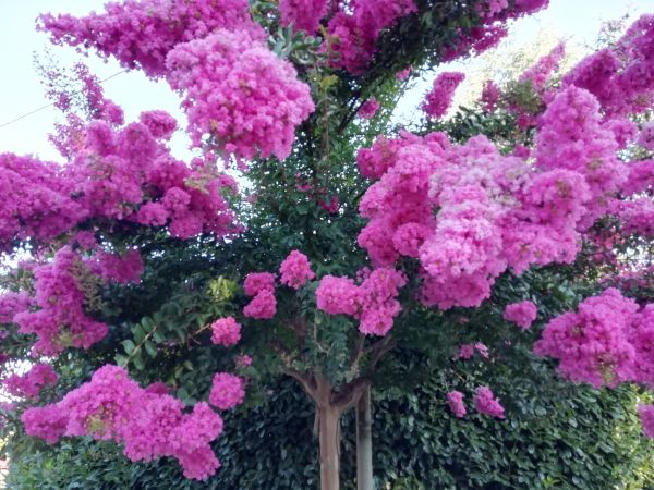 Crape Myrtle Pruning in Danbury