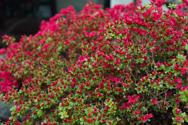 Weigela Removal Service in Danbury