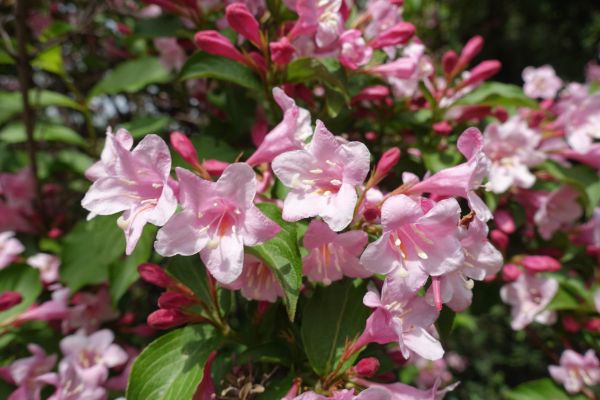 Weigela Pruning Service in Danbury