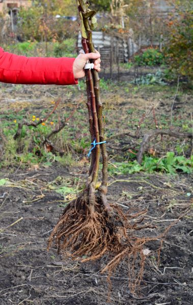 Shrub Root Removal in Danbury