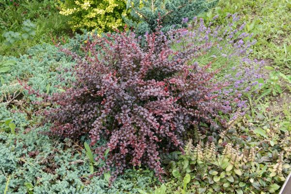 Japanese Barberry Removal in Danbury