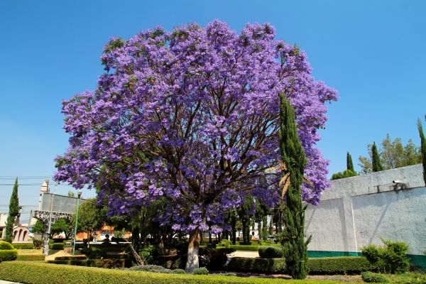 Jacaranda Pruning in Danbury