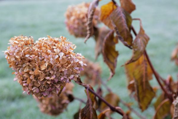 Hydrangea Removal in Danbury