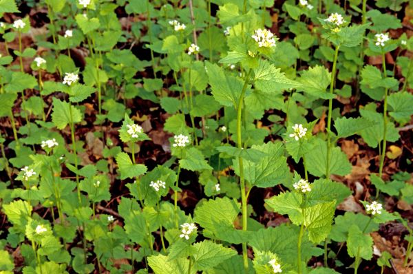 Garlic Mustard Removal in Danbury