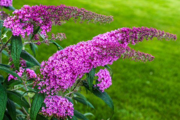 Butterfly Bush Removal in Danbury