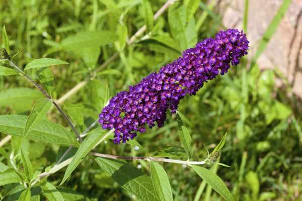 Butterfly Bush Pruning in Danbury