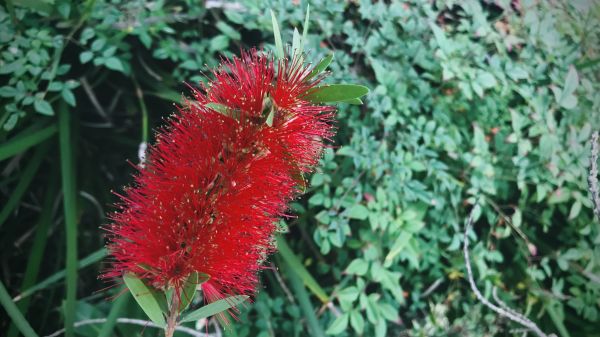 Bottlebrush Pruning in Danbury